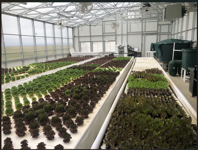 Aquaponics greenhouse system at TL&C Farmland showing integrated fish and plant growing operations